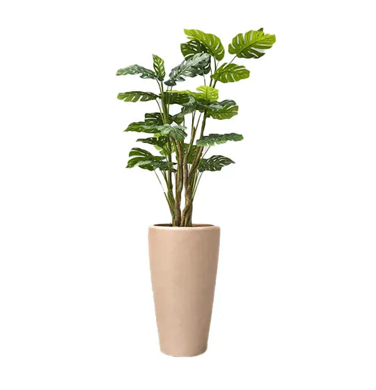 Royal palm in beige pot