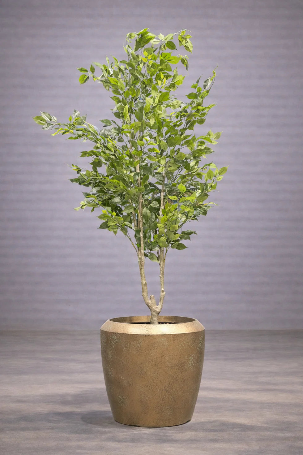 Flora boom